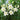 White roselily flowers