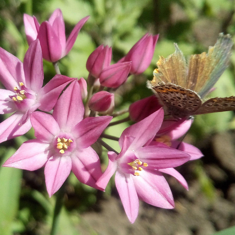 A Butterfly Visiting Allium Oreophilum Blooms