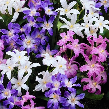 Chionodoxa - Spring Singalong Mix