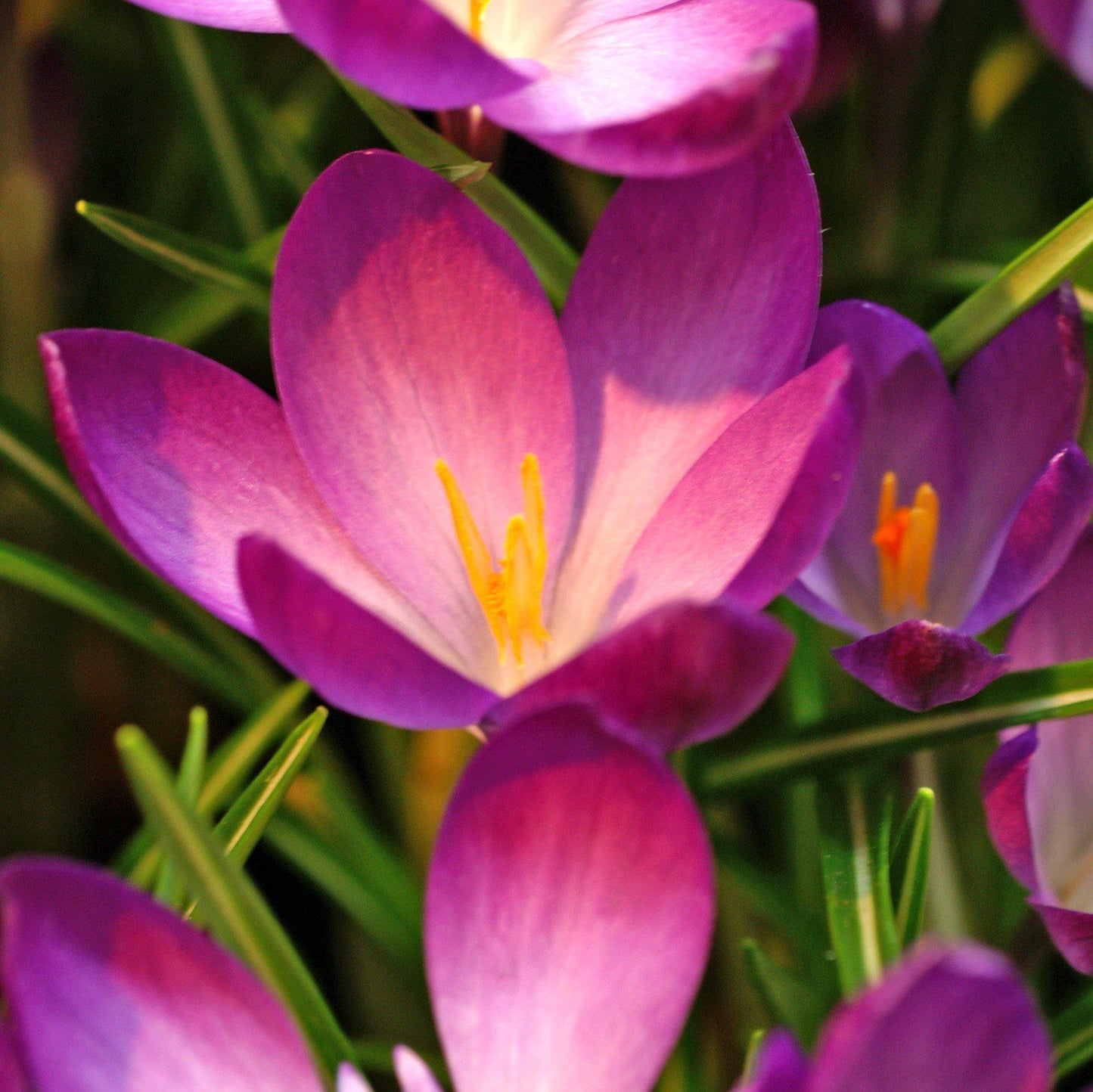Close up on ruby giant crocus tommasinianus