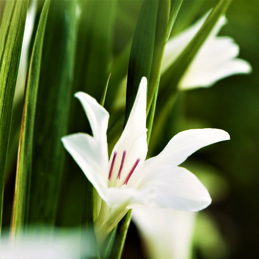 White gladiolus 'The Bride'