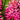 Hyacinth Jan Bos flower