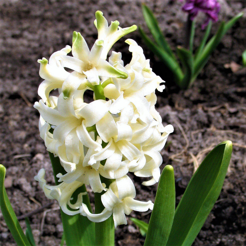 White Pearl Hyacinth