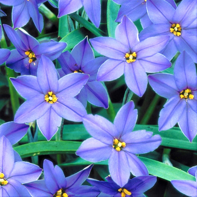 Blue Starflowers
