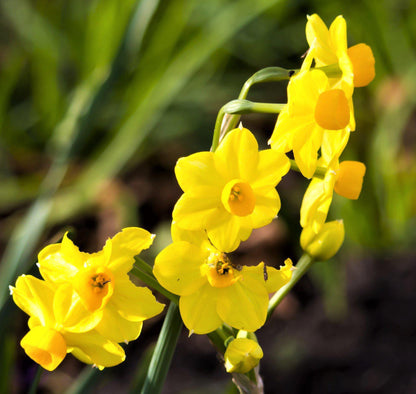 A Branch Full of Yellow Narcissus Baby Boomer Blooms