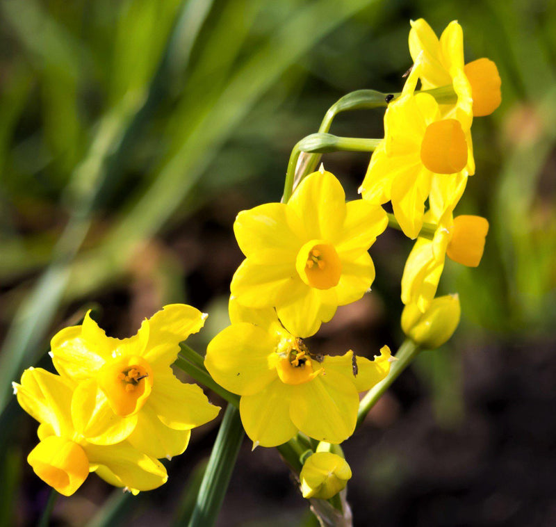 A Branch Full of Yellow Narcissus Baby Boomer Blooms