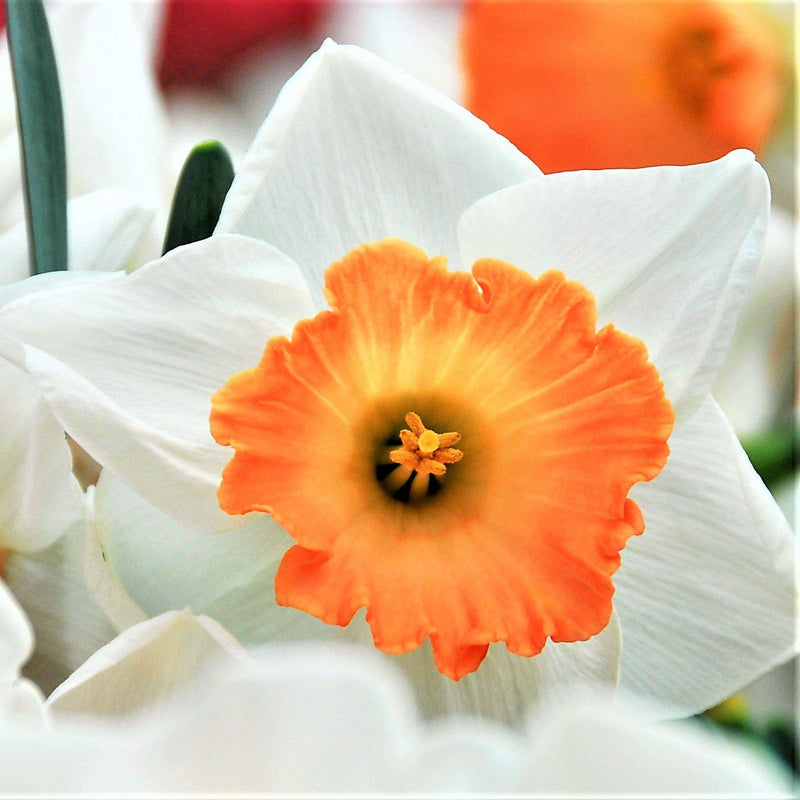 Orange and White Daffodil