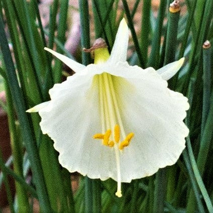 Uniquely Shaped White Daffodil