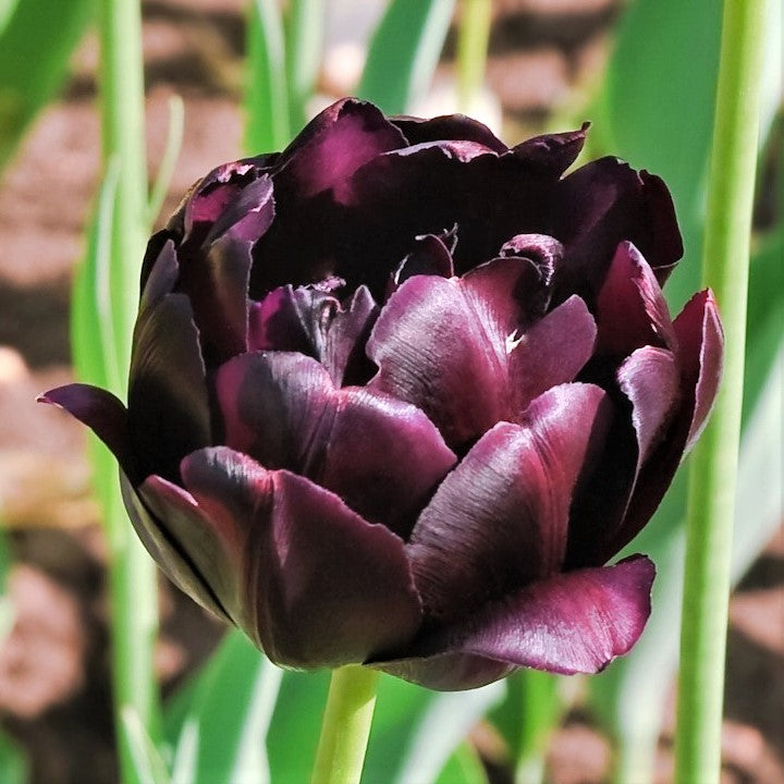 Black Hero Tulip
