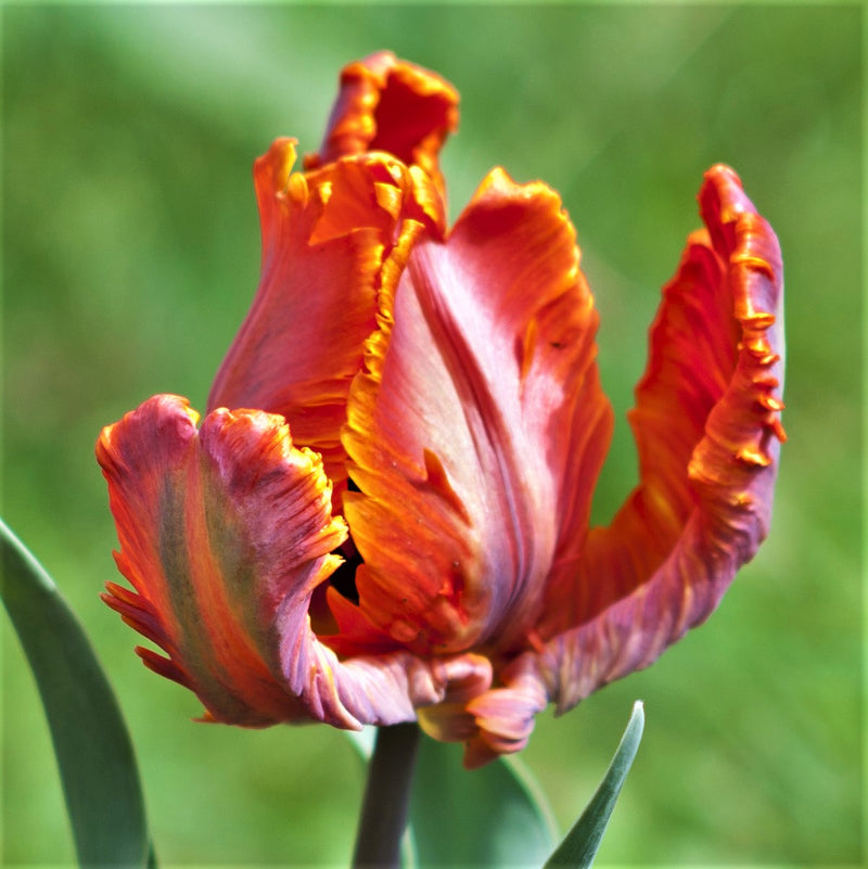 Ruffled Fully-Bloomed Blumex Tulip