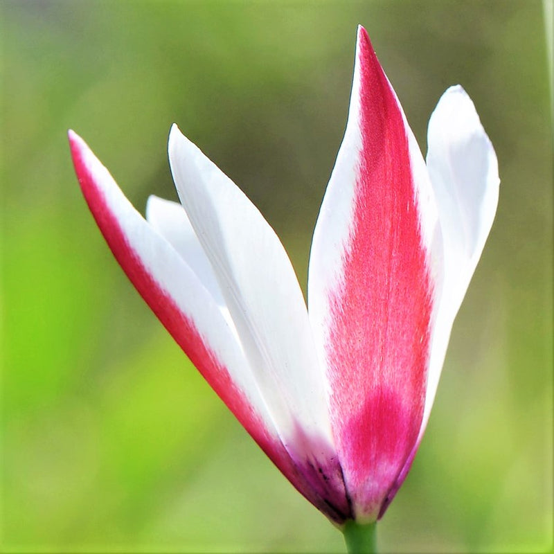 Pointy Red and White Petals of the Tulip Clusiana Lady Jane