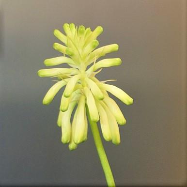 Lemon Flame Veltheimia