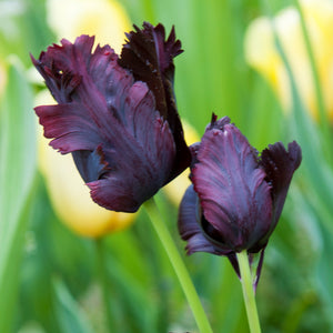 Almost Black "Black Parrot" Tulip