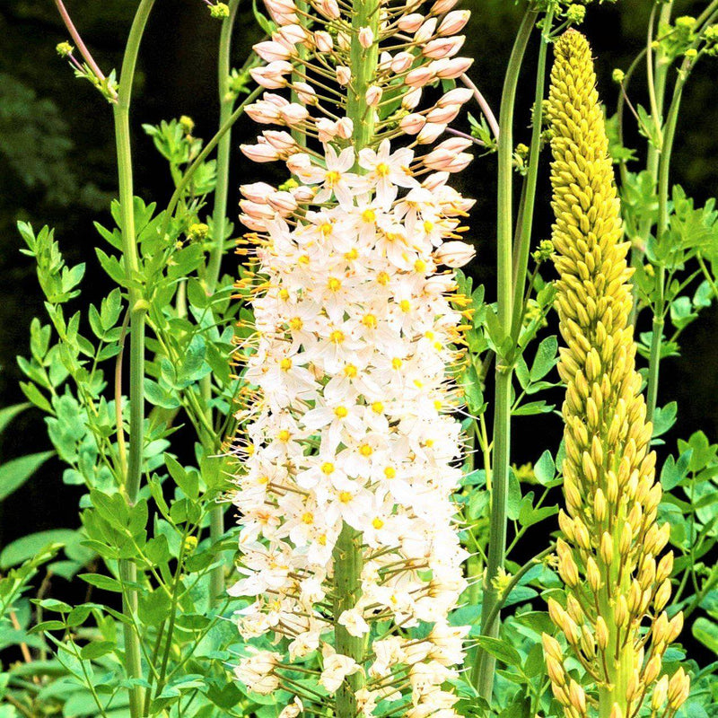 Blooming Foxtail Lily