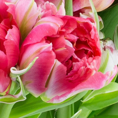 Pink Fantasy Parrot Tulip Bloom