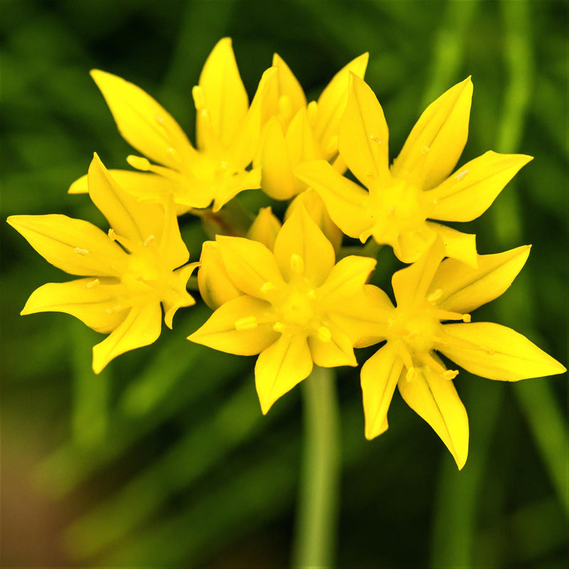 Yellow Allium Blooms