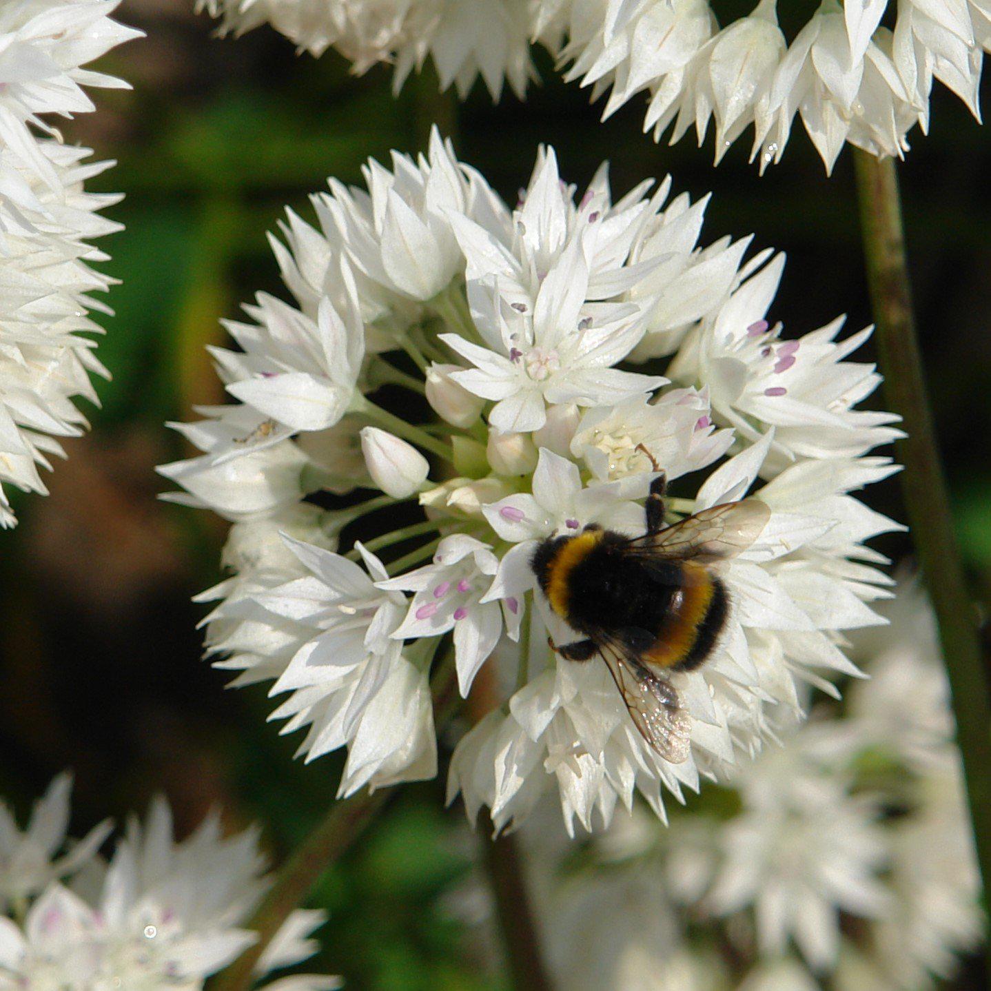 A Globe-Shaped Bloom Made of Beautiful Clusters of White and Pale Pink Flowers