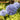 Cornflower Blue Allium Spheres