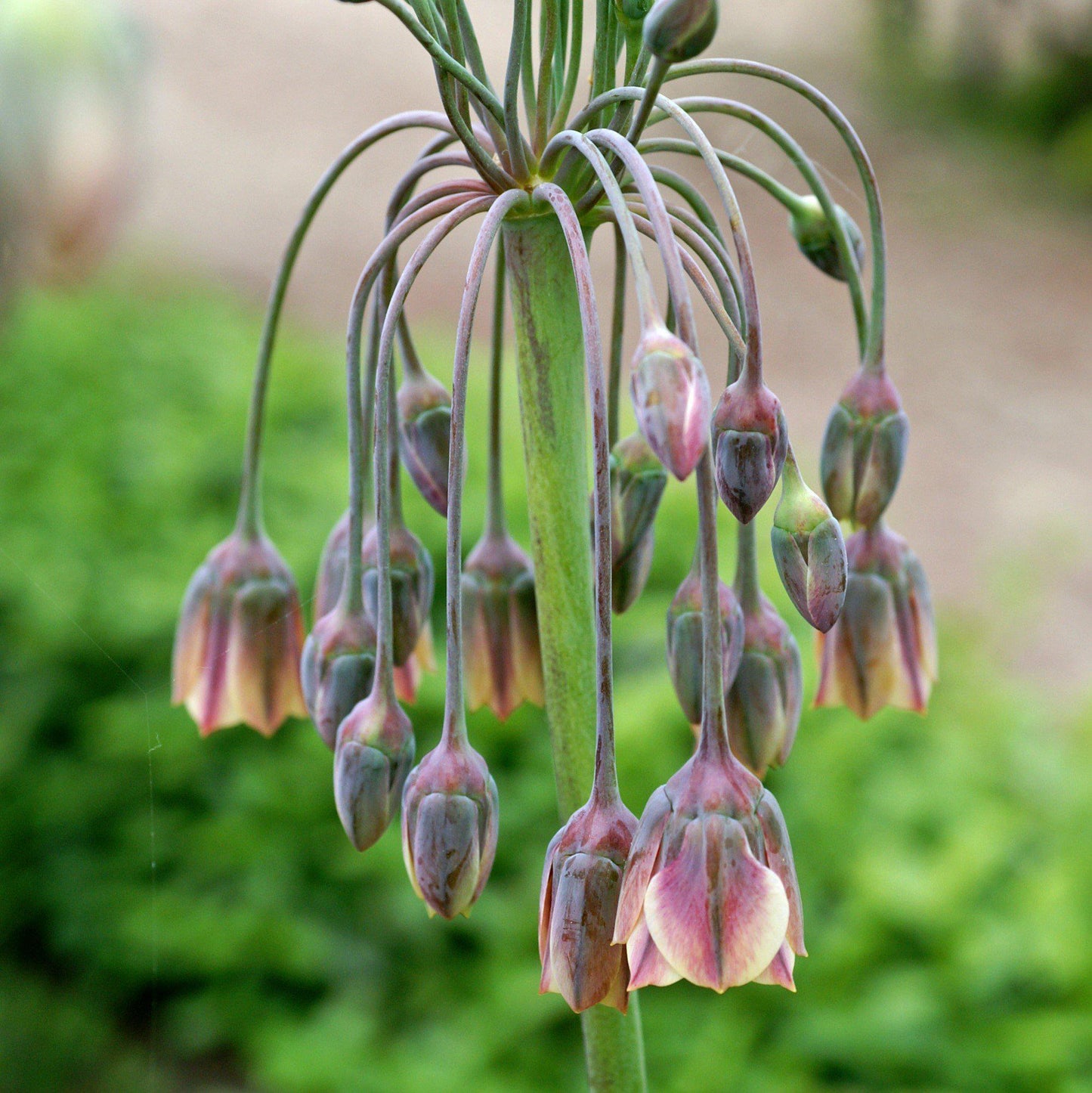Droopy Blooms of Allium Bulgaricum