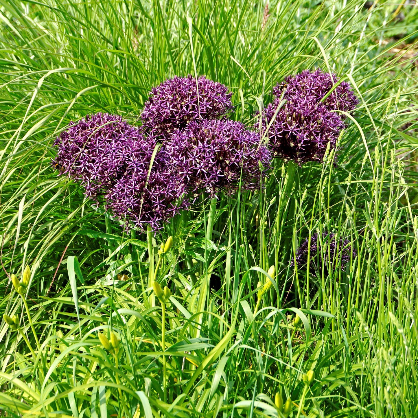 A Bunch of Purple Allium Christophii
