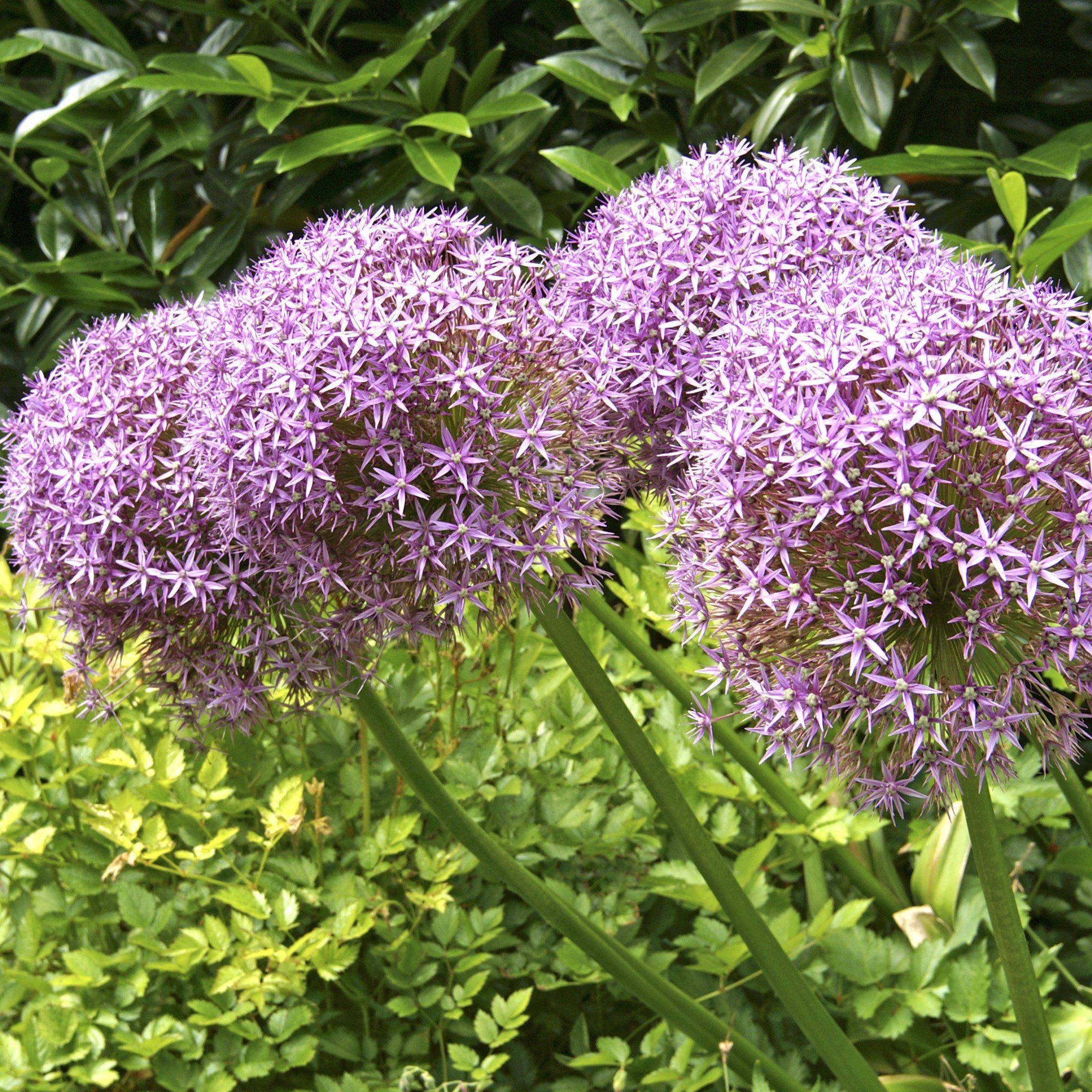Massive Violet Allium Bulbs For Sale Online Globemaster Easy To massive-violet-allium-bulbs-for-sale-online-globemaster-easy-to