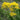 Multiple Clusters of Yellow Allium