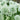 Snowy White Allium Mount Everest Blooms