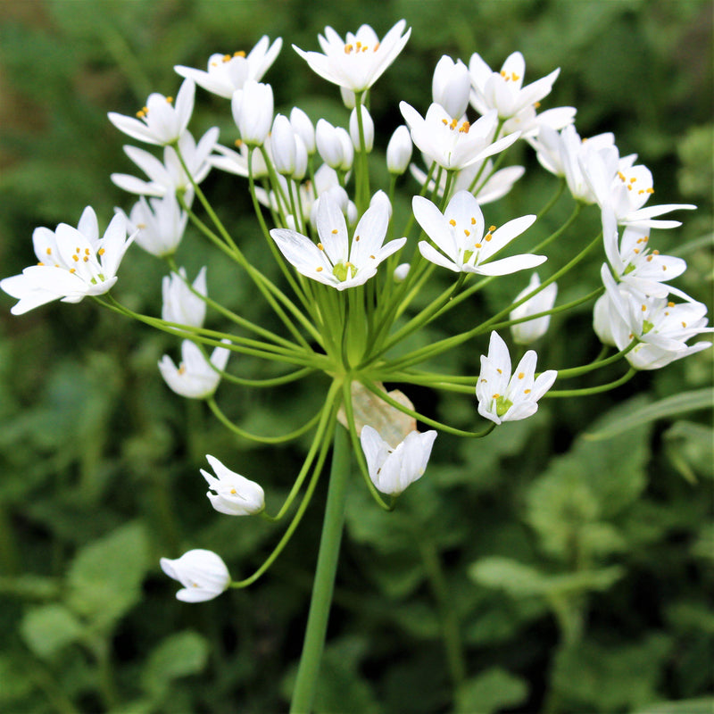 White Allium Florets