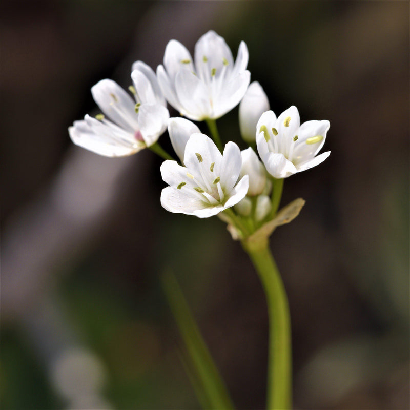 Petite White Allium Florets 