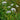 Tiny White Allium Blooms in Tall Grass