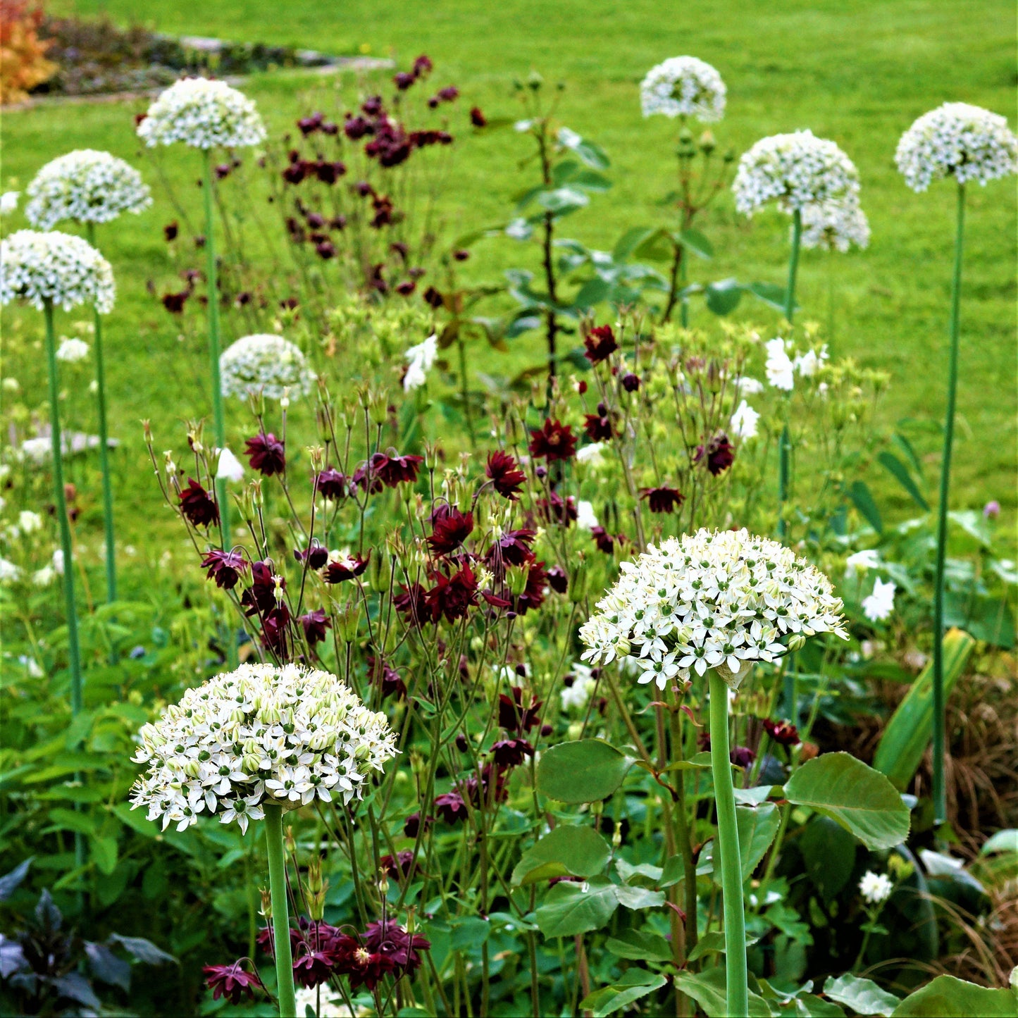 Enchanting Allium Nigrum Blooms