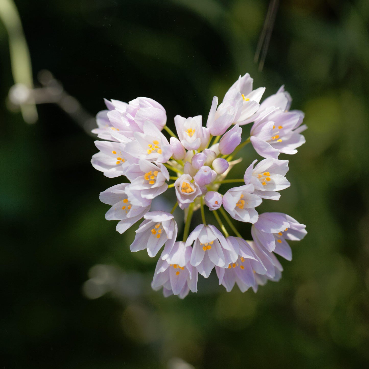 Light Pink Allium Roseum Blooms