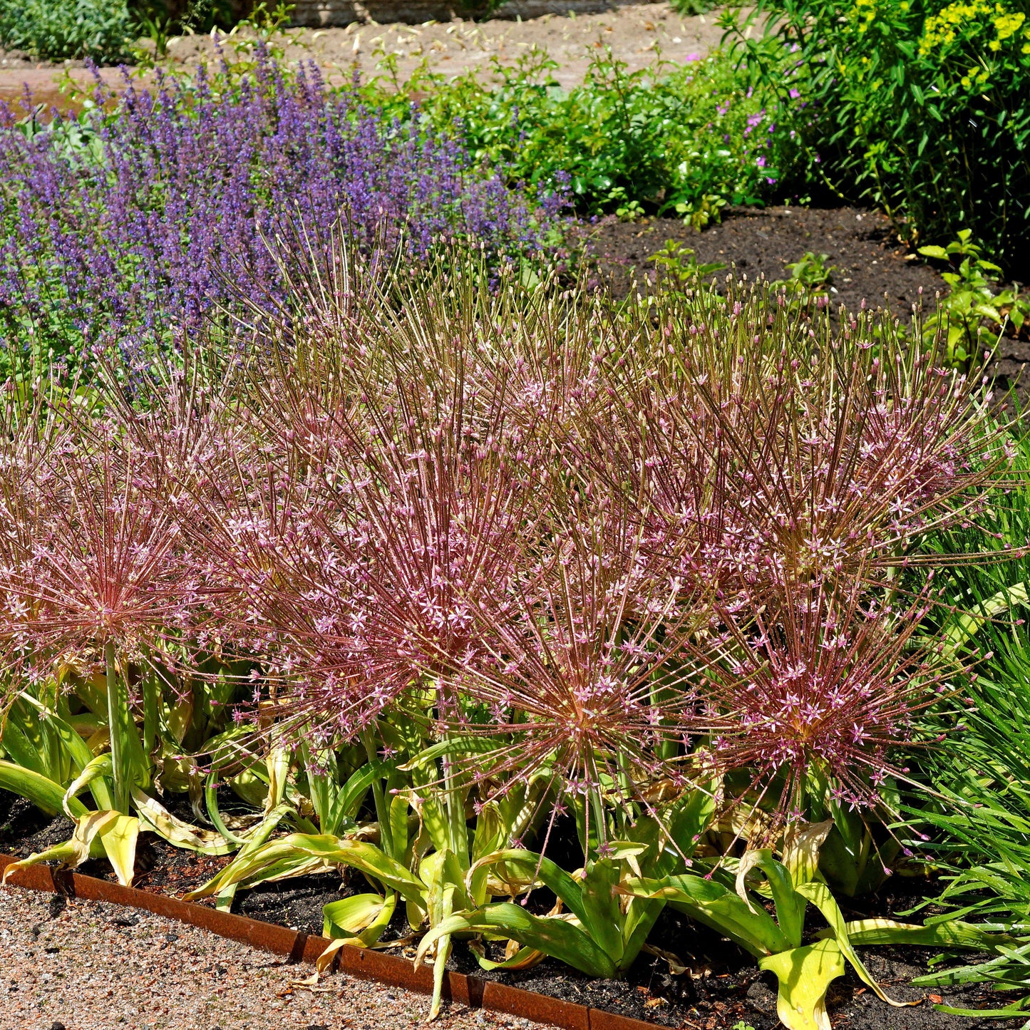 Ample Allium Schubertii Blooms