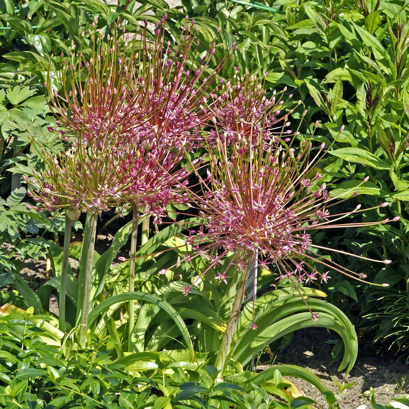 Uniquely Shaped Allium Schubertii