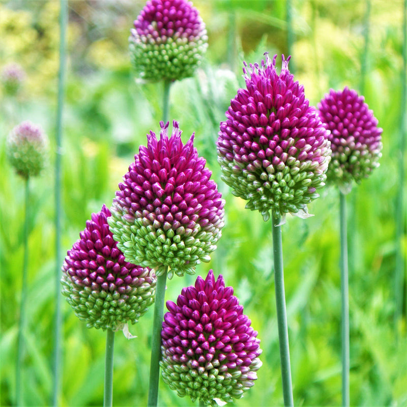 Two-Toned Pink Allium Ovals