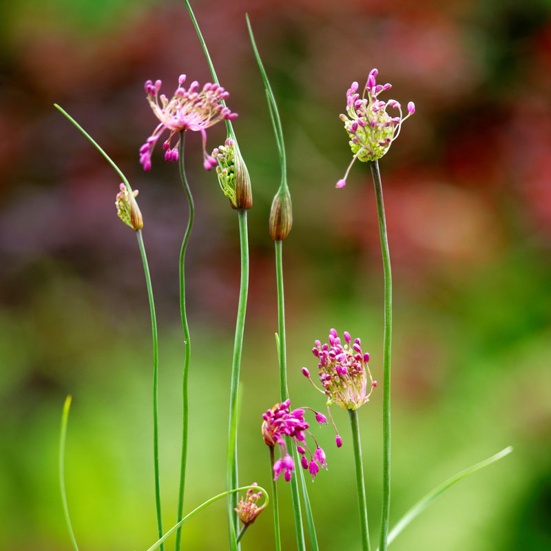Mature Pinkish Red Flowers of the Allium Vineale 'Dready'