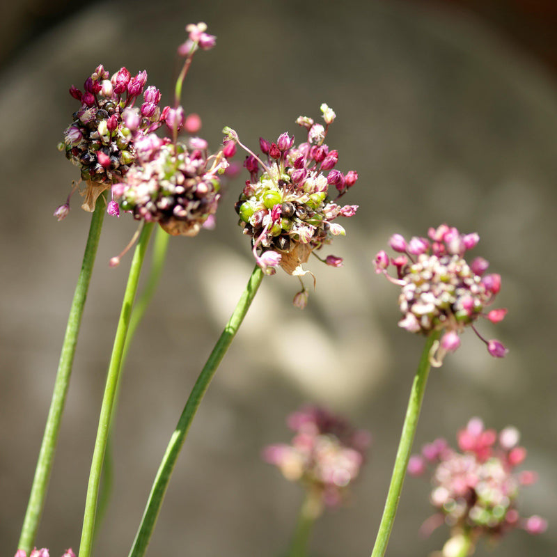 Blossoming Allium Vineale 'Dready'