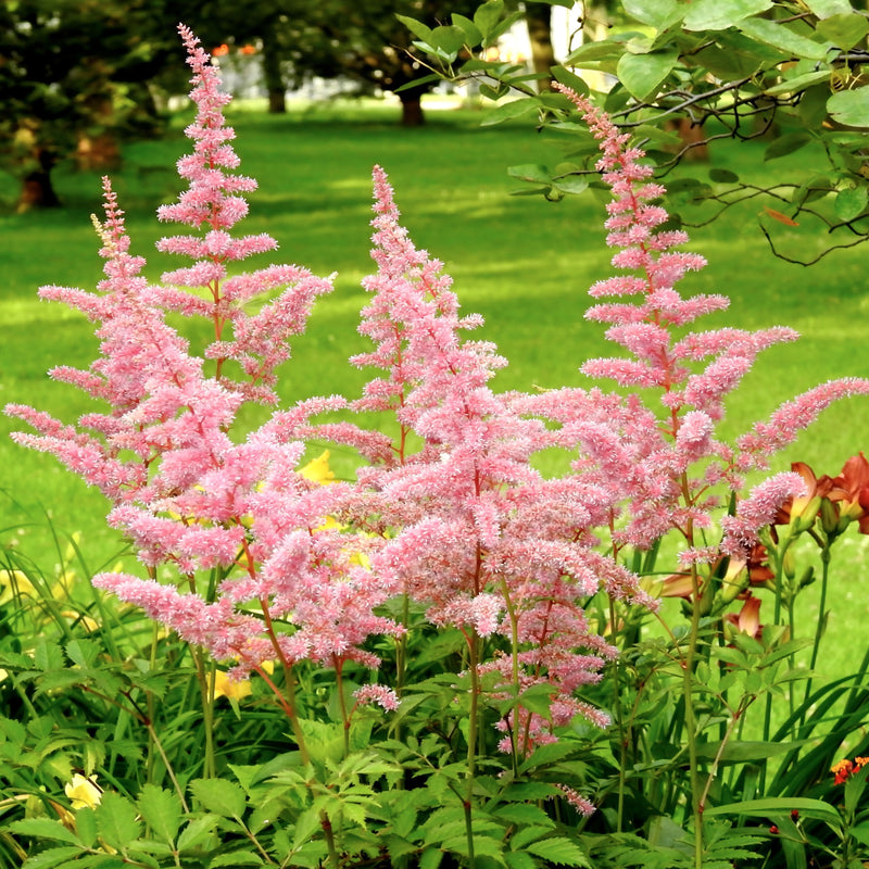 Pink, Feathery Europa Astilbe