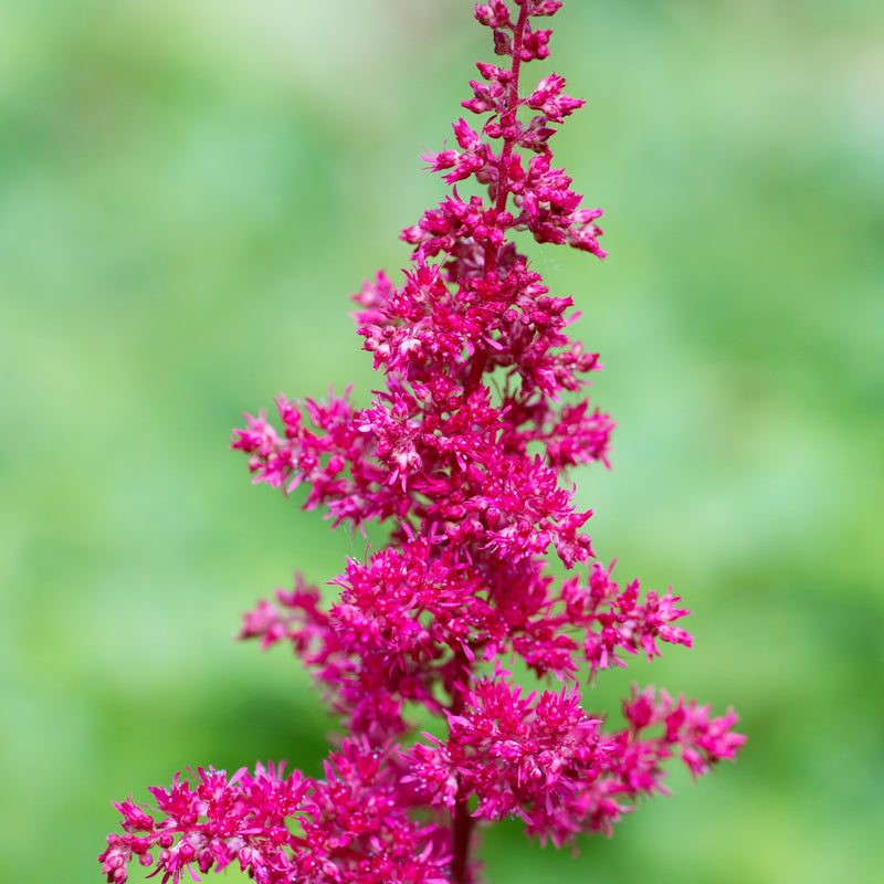 Maggie Daley Astilbe Plume