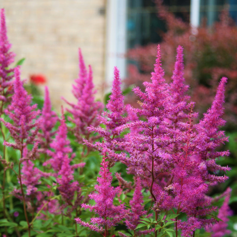 Bright Pink  Astilbe Plumes