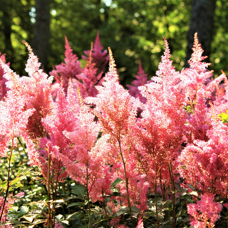 Feathery Astilbe Plants