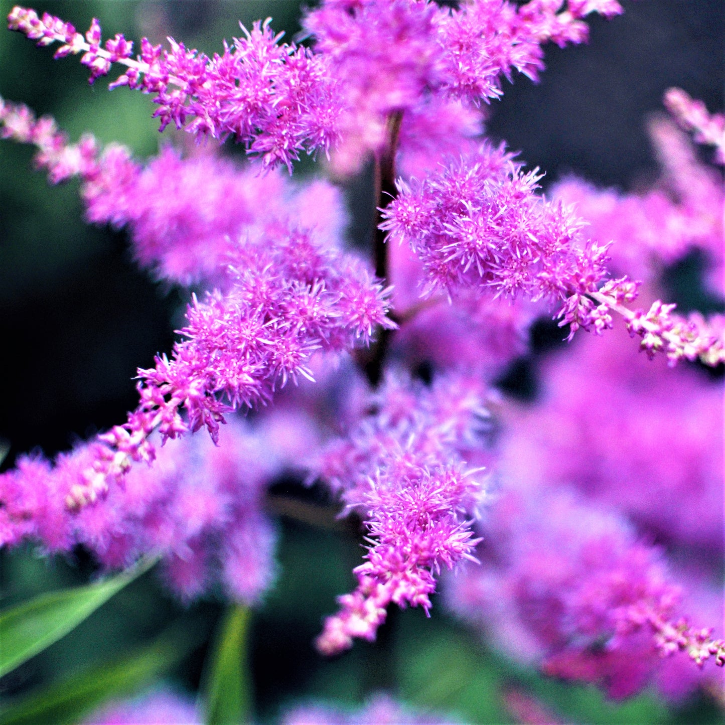 Astilbe Purple Lance