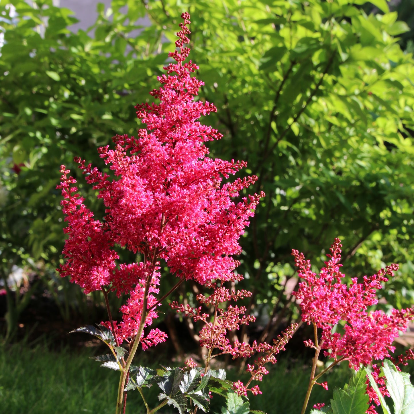 Fluffy Pink Astilbe Plume