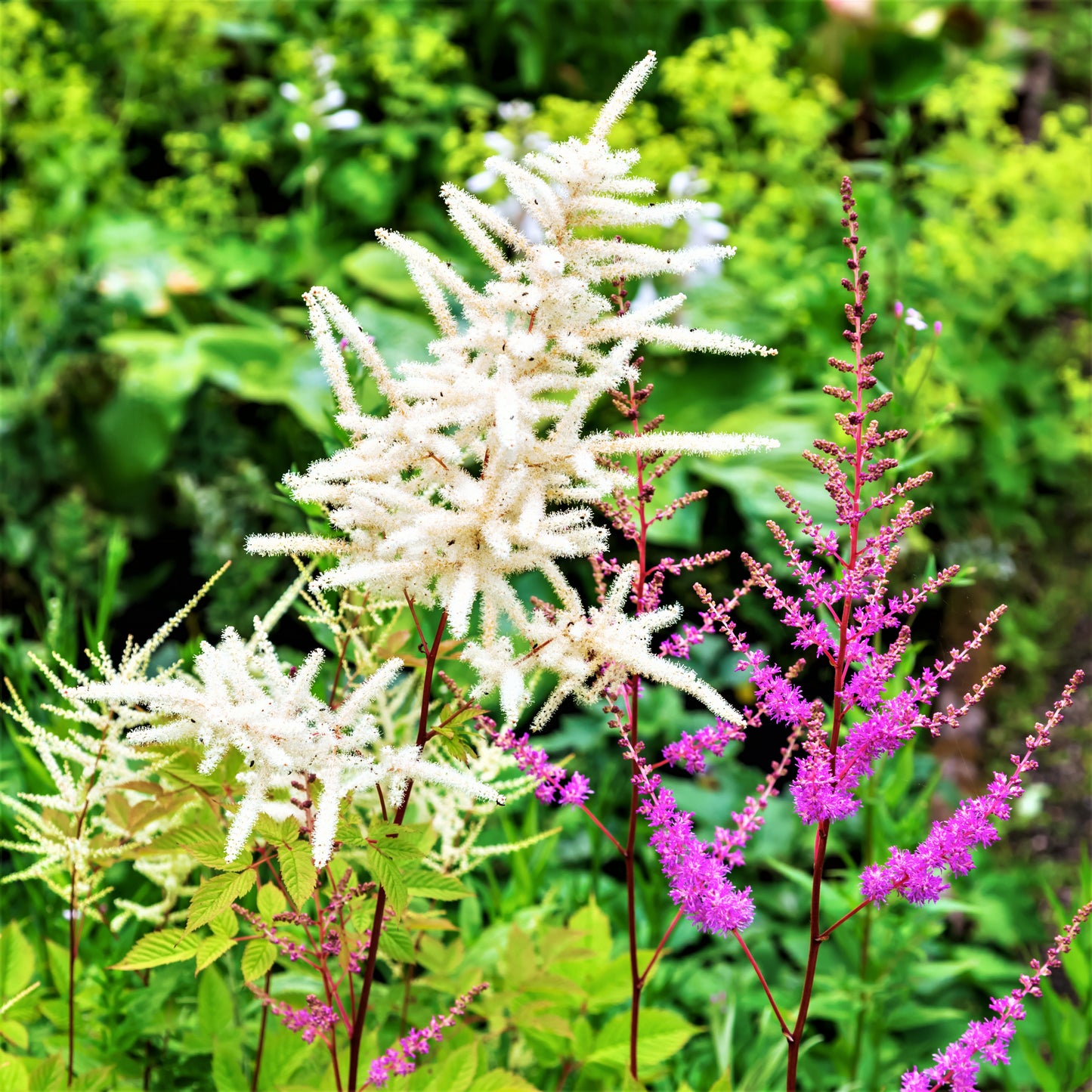 Bright "Younique White" Astilbe Flowers