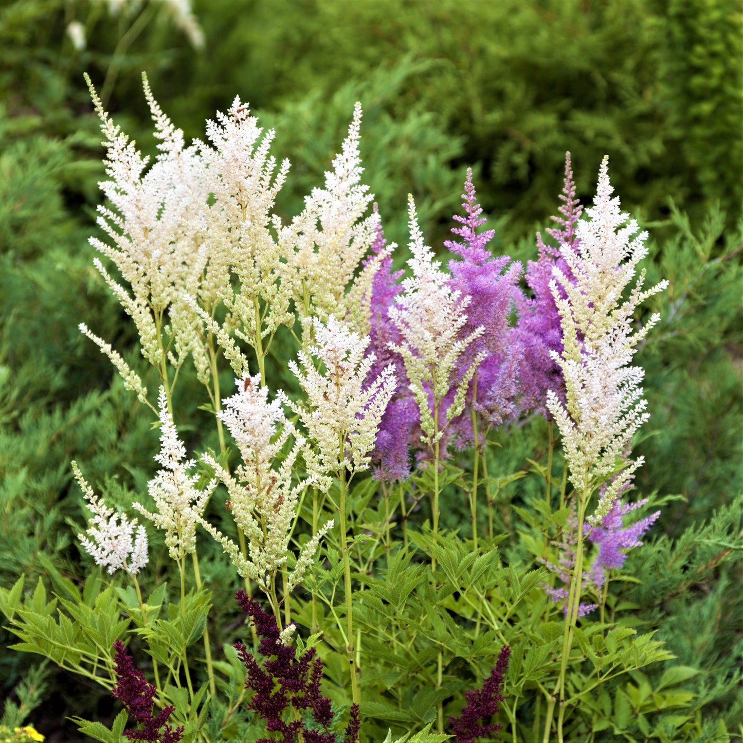 Feathery Combo Of Astilbe Branches