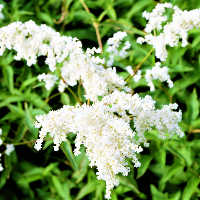 White Astilbe Blooms
