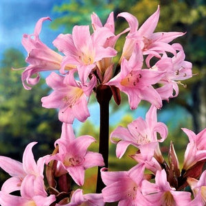 Pink Belladonna Lily close up against blue sky