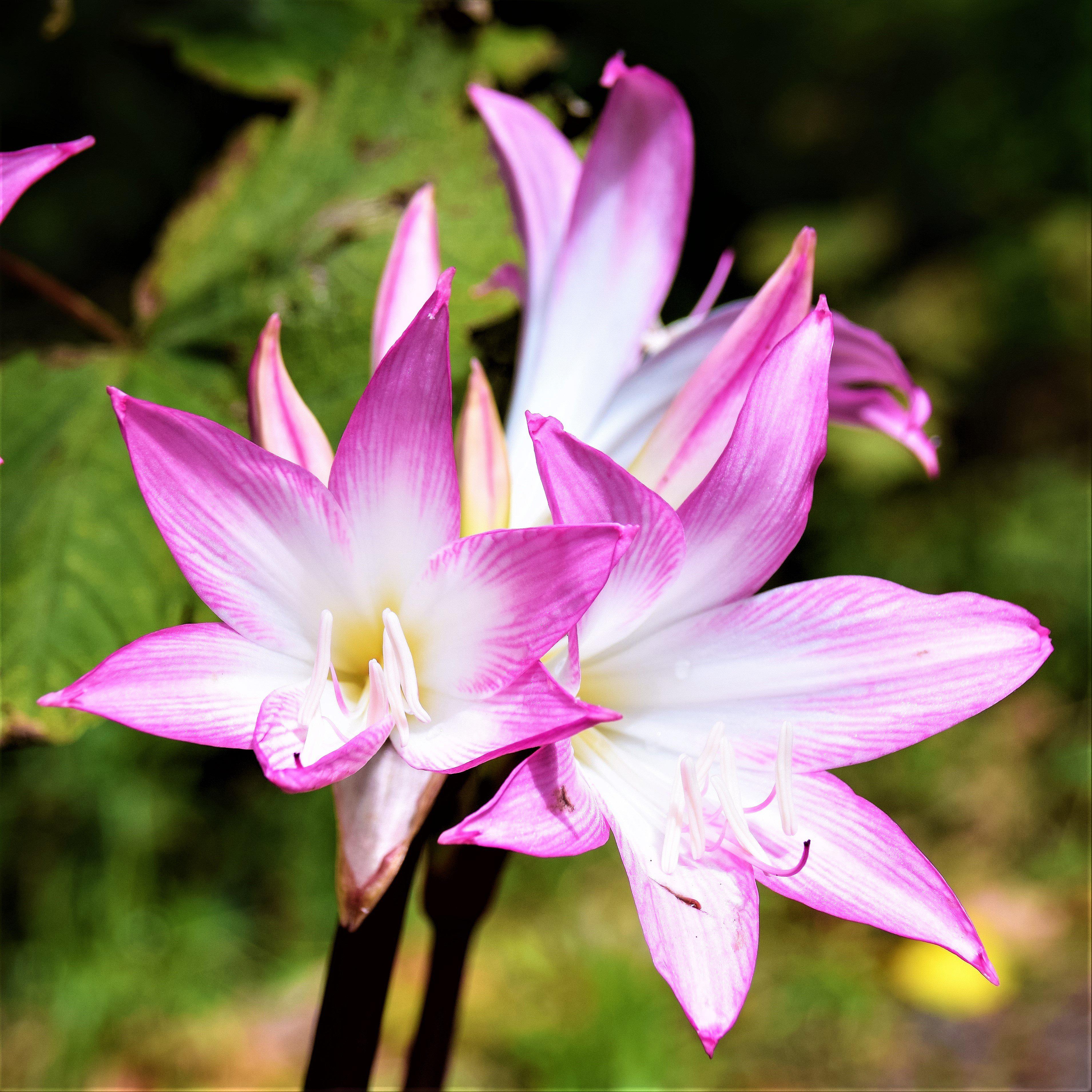 belladonna lily flower meaning Beautiful Pink Hybrid Belladonna Lily Bulbs For Sale