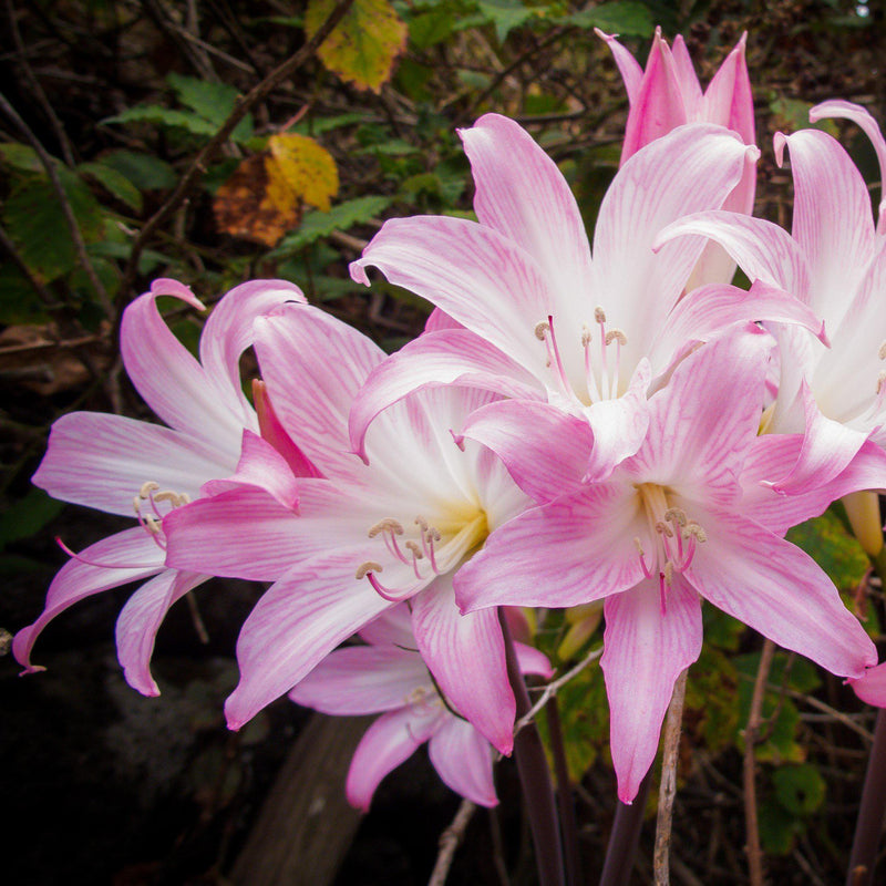 Multiple Blooms of Belladonna Lily Pink Hybrids - Exclusive
