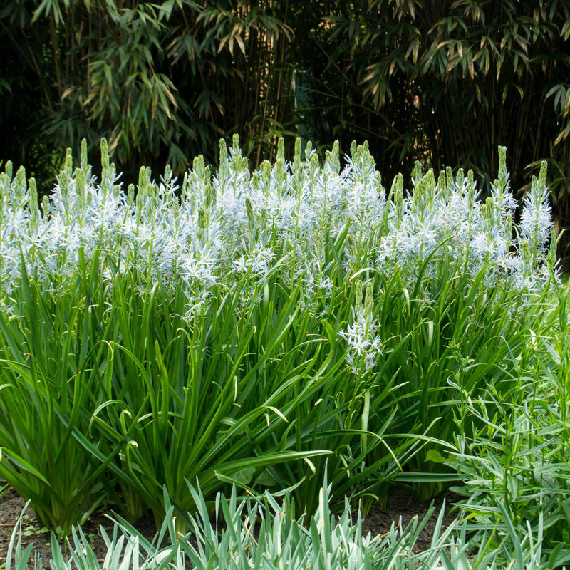 Multiple bunch of Wild Hyacinth